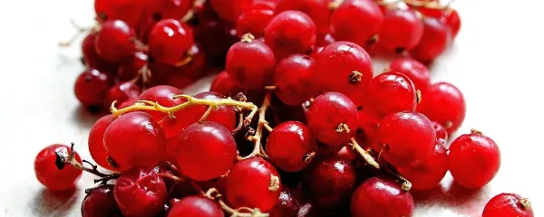 Med ljudmi je poznano, da rdeči ribez hitro pomaga pri 
pokvarjenem želodcu.