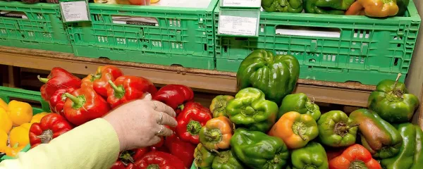 Medtem ko je pekoča paprika namenjena začinjanju ali 
izdelavi kečapov, je sladka paprika primerna predvsem za 
solate.