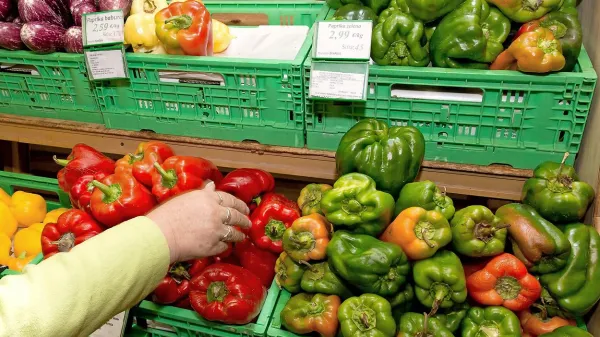 Medtem ko je pekoča paprika namenjena začinjanju ali 
izdelavi kečapov, je sladka paprika primerna predvsem za 
solate.