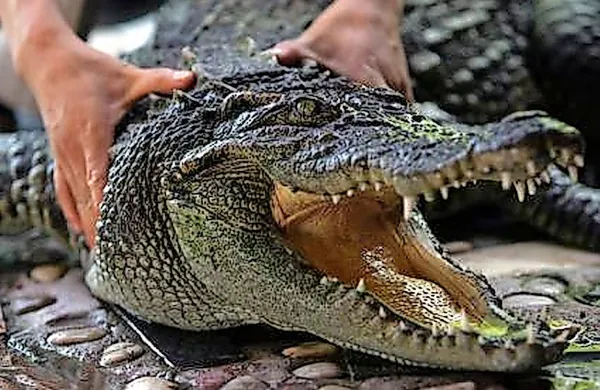 Fotografija je simbolična.