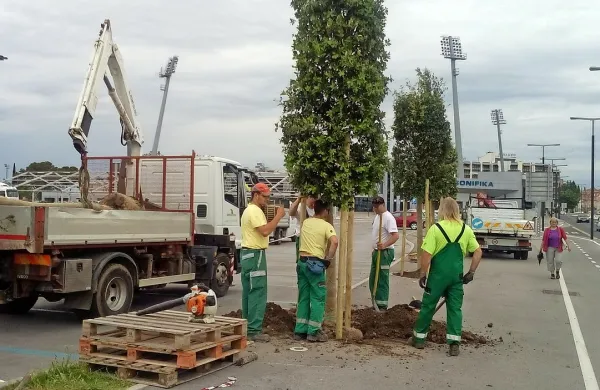 Včeraj so na Ljubljanski cesti posadili pet črnih hrastov.