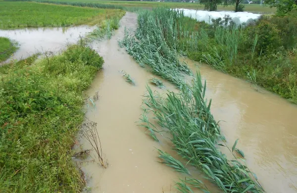 Posebej potoki, hudourniki, kanali in jarki so tako zaraščeni, da jih je rastje skoraj že prekrilo. 
Voda ima zato manj prostora in prej zaliva okolico. 