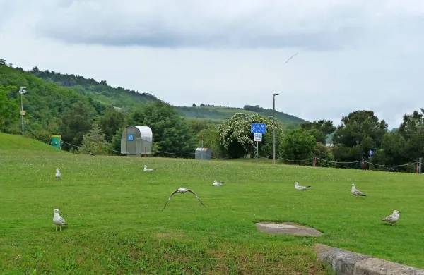 Ptičja zelenica