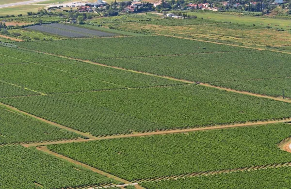 Vinakoper ima vinograde po vsej Istri (na fotografiji 
Sečovlje).