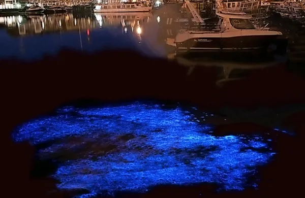 Ni strupena, ni nevarna za človeka, ampak ponoči lahko 
ustvari fluorescentne madeže na površini morja.