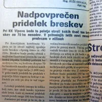 

V Vipavski dolini so se veselili bogate letine breskev.