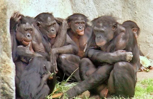 Opice bonobo se po vedenju in značajskih lastnostih precej 
razlikujejo od šimpanzov. 