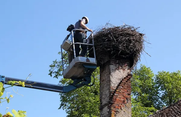 Na Postojnskem so štorklje v zadnjih letih  bolj ali manj 
pogosto  gnezdile na Razdrtem, v Planini, Rakitniku, Hraščah, 
Pivki in na Dilcah, kjer so letošnjemu, le enemu  mladičku 
nadeli obroček s pomočjo dvigala.