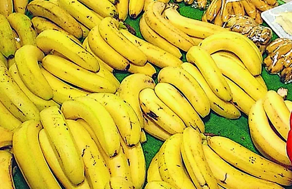 V Romuniji med bananami odkrili 2,5 tone kokaina