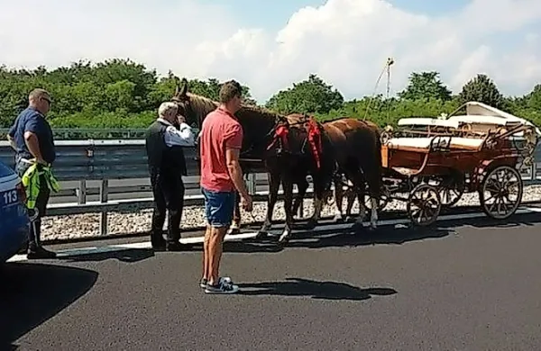 Konja s kočijo sta se sprehajala po avtocesti.