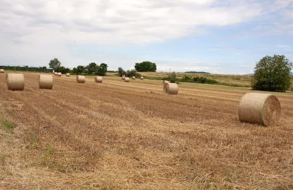 Brez za&scaron;čite so posevki žit tudi za polovico manj&scaron;i