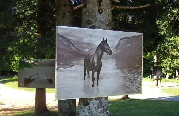 Ena bolj prepoznavnih fotografij Žige Koritnika iz cikla Jezero, 
The Lake - Čili v jezeru.