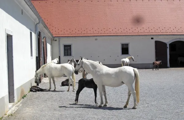 Kobilarna Lipica bo jeseni dobila pravega direktorja ali 
direktorico.