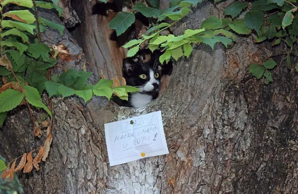 “Pazi, mačka in mucki v luknji!”
