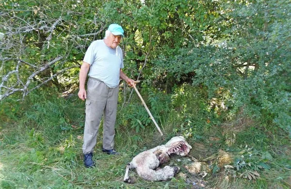 Medved je sredi belega dne raztrgal ovco, kaže Milan 
Ribarić. 