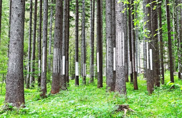 Ko&scaron;ček, poln gozda