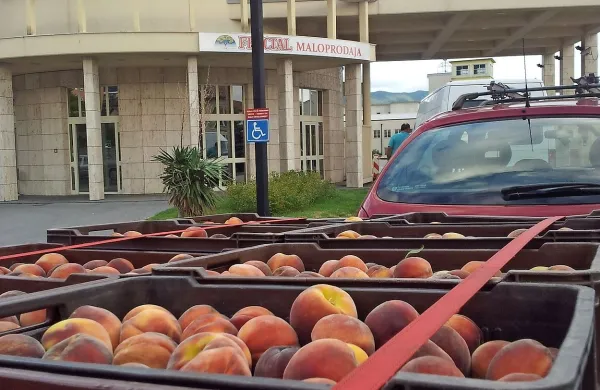 Lani so v Fructalu odkupili 300 ton breskev, letos, ob boljši 
letini, jih pričakujejo do 600 ton.