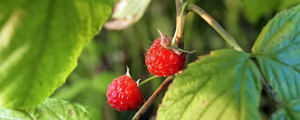 Maline so zdrave.