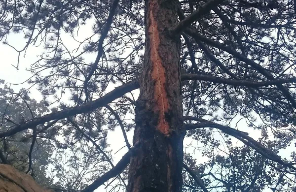 Zaradi skalnatega terena je bilo gašenje požara, ki ga je 
zanetila strela (na fotografiji drevo, v katerega je treščila), še 
bolj težavno. 