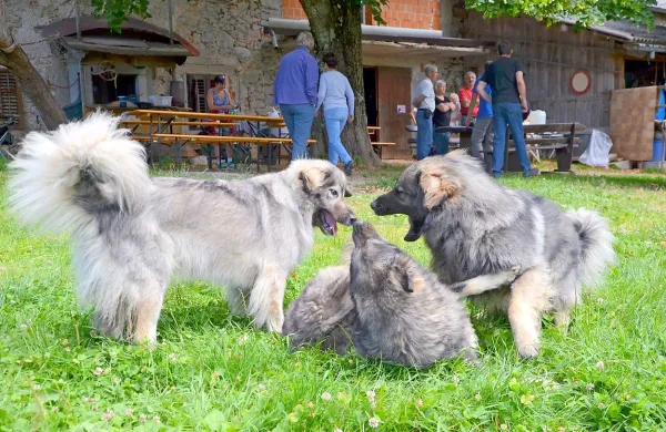 Srečanje kra&scaron;kih ovčarjev na nano&scaron;ki planoti