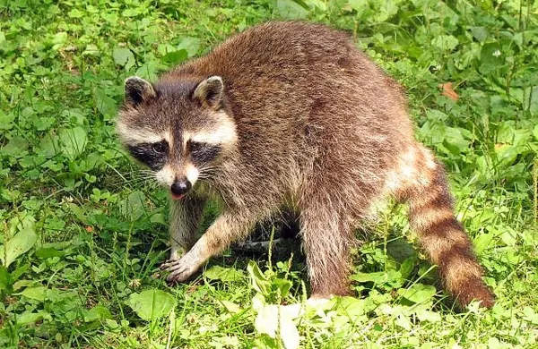 Rakun