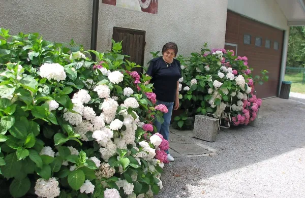 Hortenzije zahtevajo nežnost