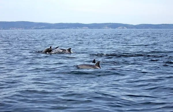 Med delfini jih je bilo približno pet mlajših, ki so v dolžino 
merili manj kot en meter, ostali so bili odrasli primerki, 
nekateri med njimi so v dolžino merili več kot dva metra.
