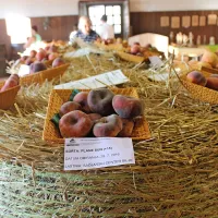 &Scaron;tirimetrska breskova pita se kraj&scaron;a