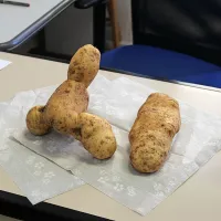 Presenečenje na njivi