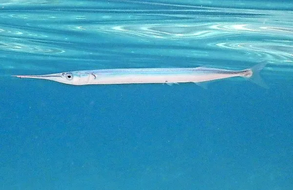 Iglica