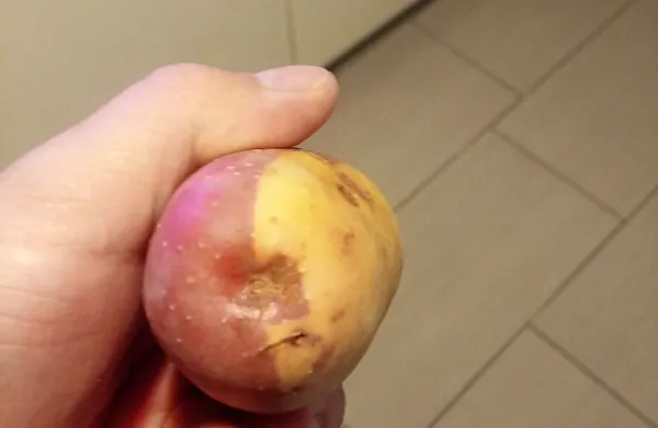 Na njivi jih je pričakal tudi  albino krompir
