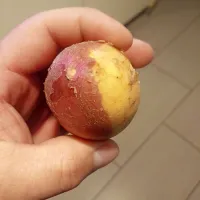 Na njivi jih je pričakal tudi  albino krompir