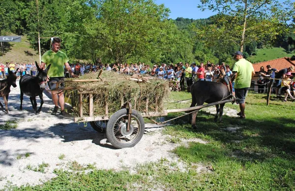 Tradicionalna oslovska vprega je tudi tokrat navdušila številne obiskovalce.