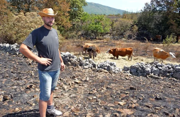 Aljaž Srebrnič ob svojih kravah, ki jim na 70 hektarjev velikem 
pašniku sredi pašne sezone dovaža seno.