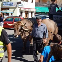 Tudi letos ni manjkal voz društva Merišče iz Merč z volovsko 
vprego.