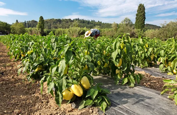 KZ Agraria bo od istrskih kmetov letos odkupila več kot 2000 
ton sadja in zelenjave.