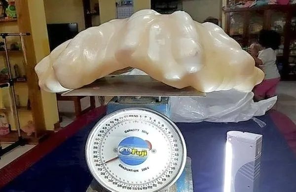 Biser je širok 62 centimetrov in dolg 30 centimetrov. Tehta pa 
kar 34 kilogramov.