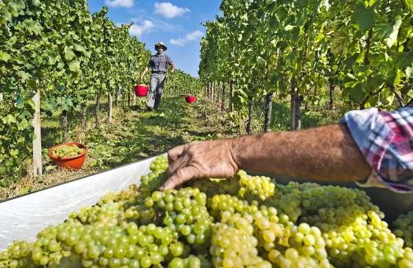 V Brdih (na sliki lanska trgatev) naj bi  natrgali nekoliko več 
grozdja kot lani, na Krasu in v Istri nekoliko manj, v vseh treh 
vinorodnih okoliših pa si obetajo grozdje dobre kakovosti. 