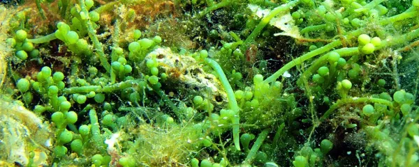 Invazivna alga kavlerpa (Caulerpa cylindracea) se postopno širi v Jadranu.