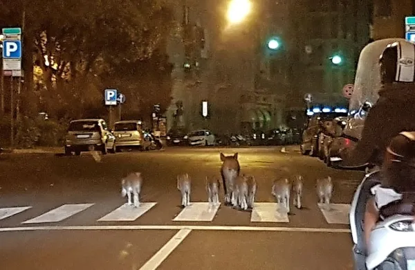 Divja svinja z družino v Genovi.