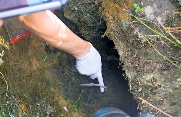  Mladiča človeške ribice iz doline Raše blizu Štorij so danes 
izpustili nazaj v naravo.