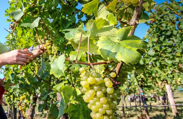 Letošnji odkup grozdja bo sicer manjši kot lanski, bo pa 
zagotovil nadaljevanje proizvodnje v Agroindu.