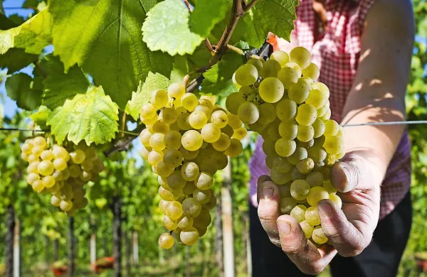 V briških vinogradih bo od petka do torka pri trganju grozdja 
pomagalo tudi enajst ameriških distributerjev vin. 