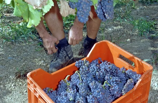 Grozdje, ki gre v prodajo, morajo spremljati tudi dokumenti, 
nekakšen “potni list”