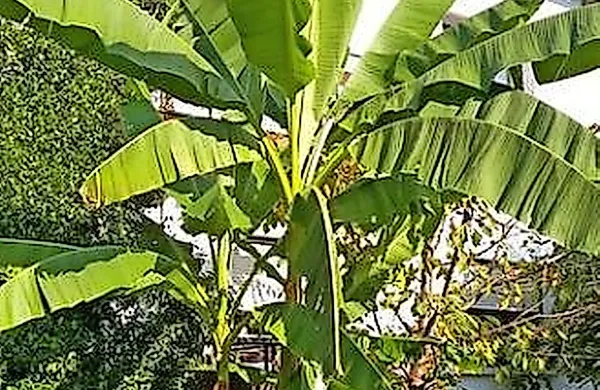 Banane sredi Tolmina