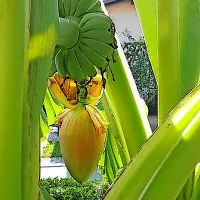 Banane sredi Tolmina