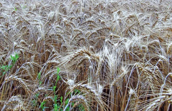 

Monsanto, proizvajalec semen in herbicidov velja za eno 
vodilnih biotehnoloških podjetij na svetu. V Evropi je zaradi 
gensko spremenjenih semen deležen številnih kritik.