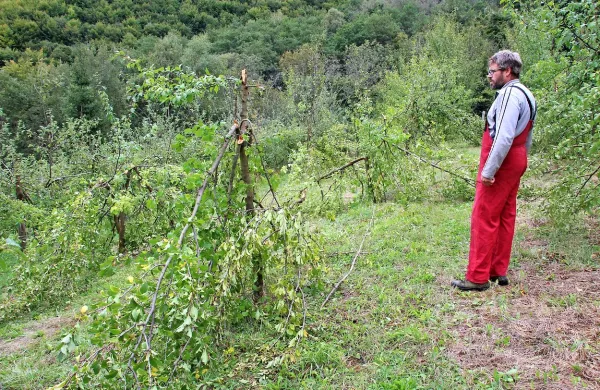 Izidor Tomažič si je včeraj spet  žalostno ogledoval polomljena 
drevesa.