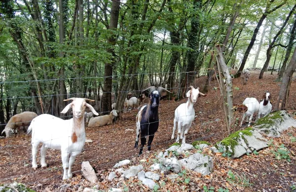Del festivala Kraška gmajna bodo organizatorji posvetili tudi 
pašništvu in kraški drobnici.