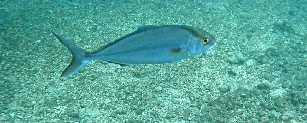 Gof (Seriola dumeril)